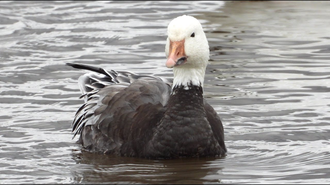 Oie des neiges forme bleue, cri / Snow Goose blue phase (morph), call