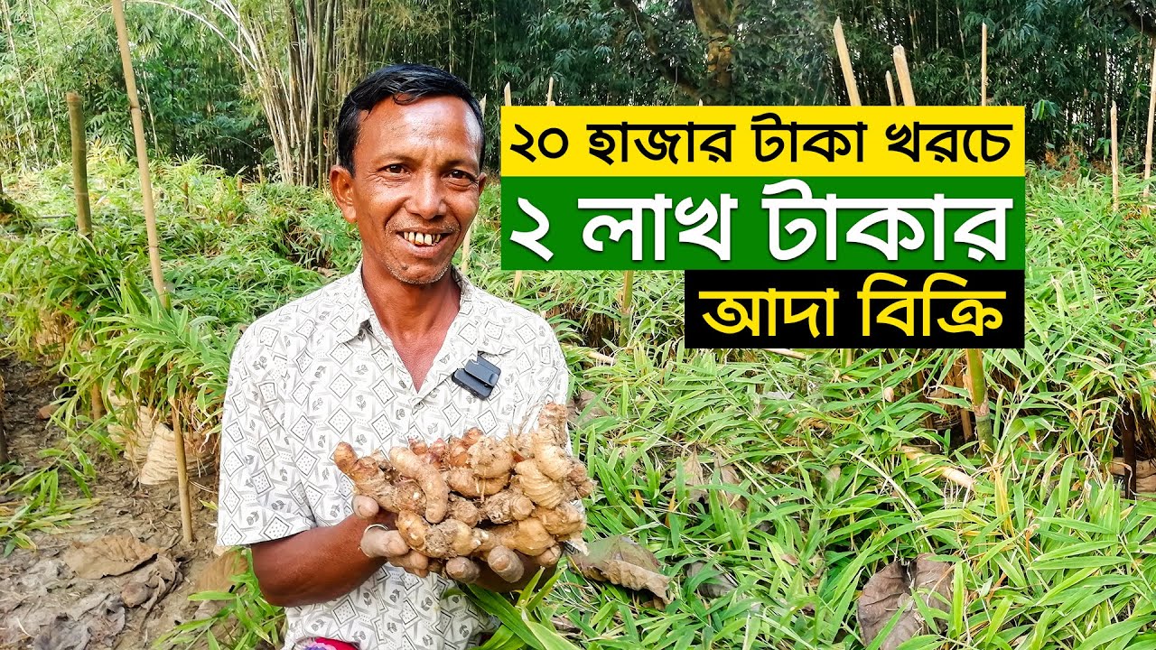 বস্তায় আদা চাষে চমক দেখালেন মানিক। ৬০০ বস্তা আদা থেকে ১ লক্ষ বস্তা