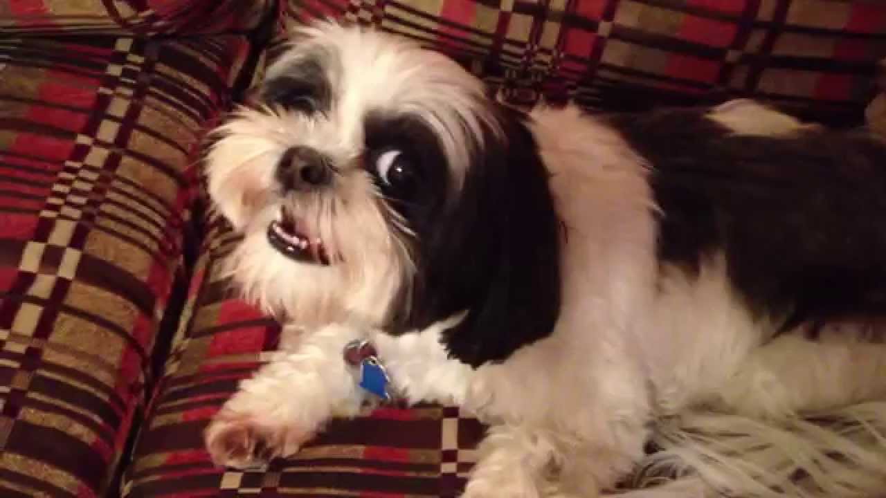 Sushi the Hilarious Growling Shih Tzu