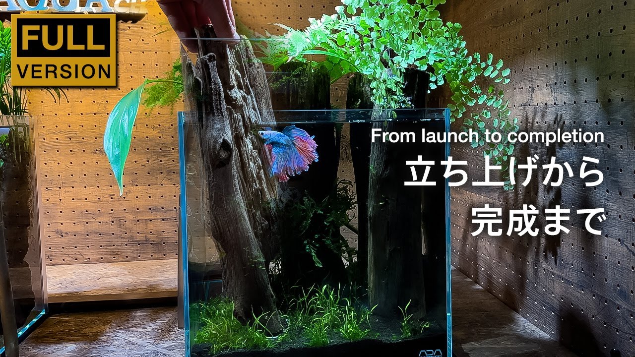 ベタを主役に迎える密林水槽の立ち上げから完成まで/aquascape/aquarium/nanotank/vlog/