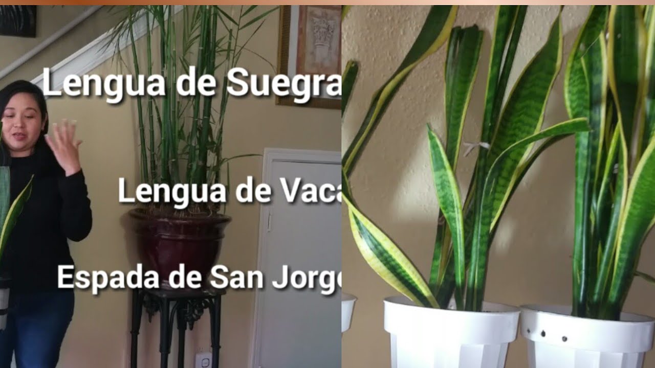 Planta Sansevieria, Lengua de Suegra y sus cuidados! #jardineria #sansevieria #trucosdejardineria