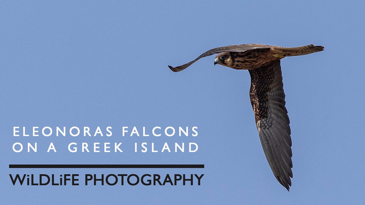 Wild bird photography on a remote Greek Island - Eleonoras Falcons