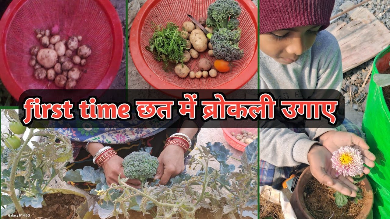 #आज फिर से bumper harvesting घर की छत se #terrace gardening #jharkhandilife 