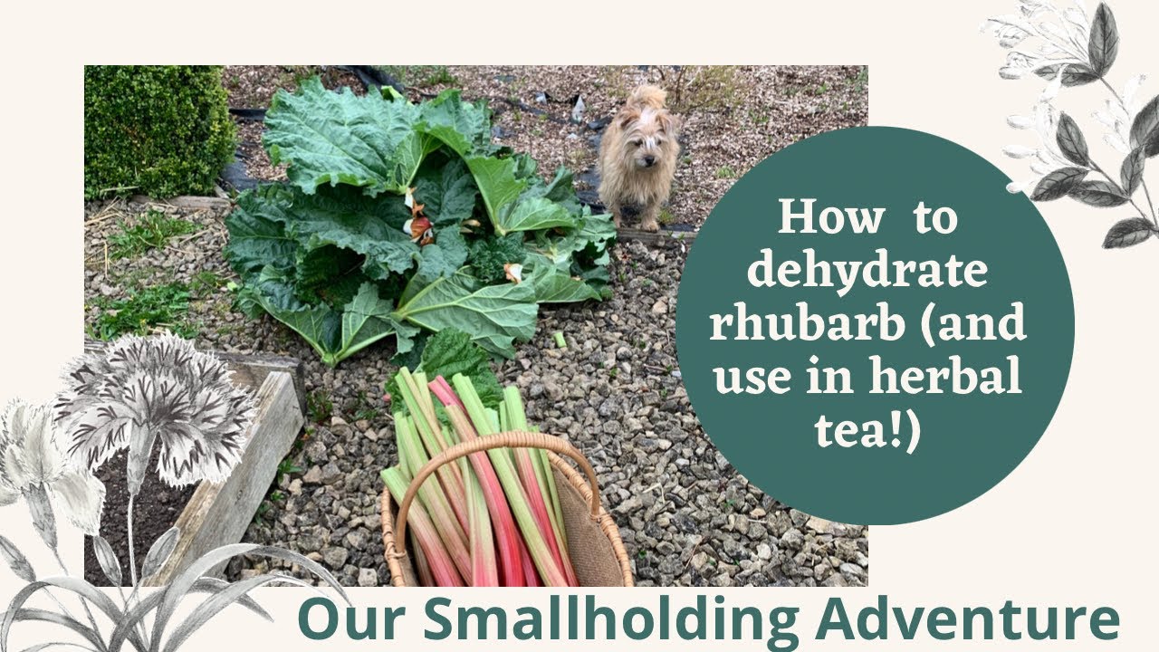 How to dehydrate rhubarb (and use for “herbal” tea)