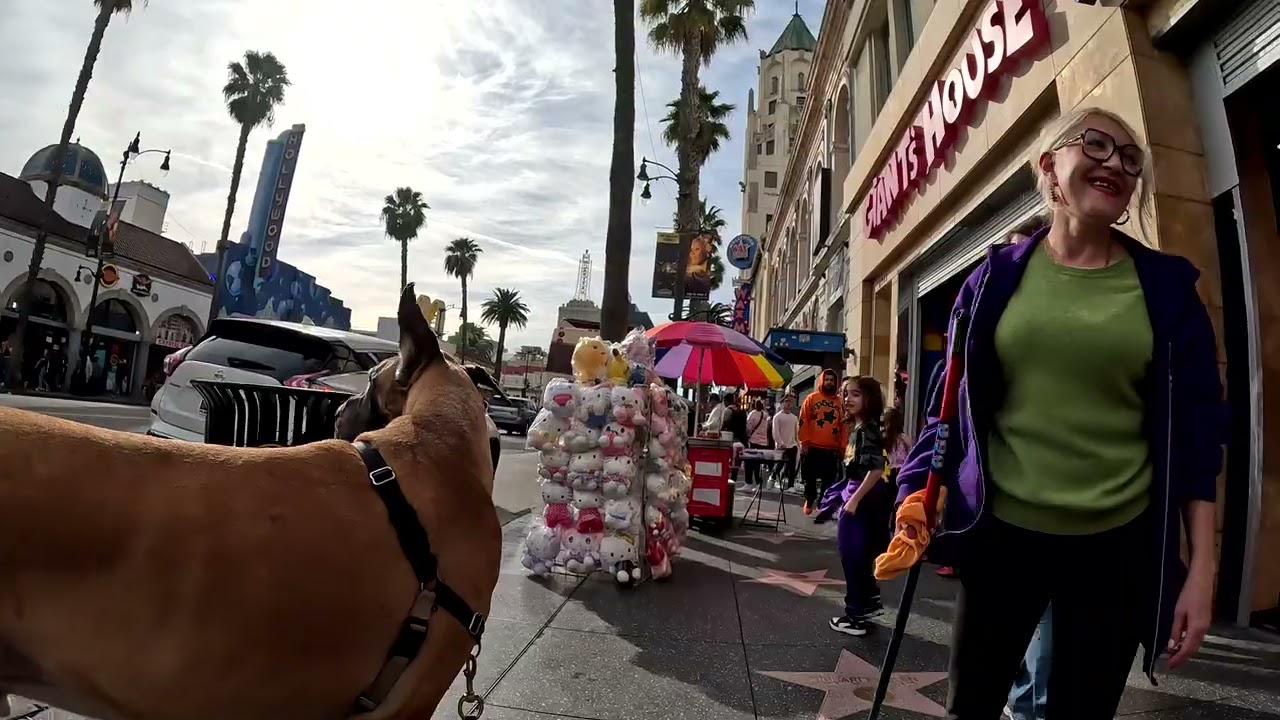 Cash 2.0 Great Dane on Hollywood Blvd in Hollywood, California 13