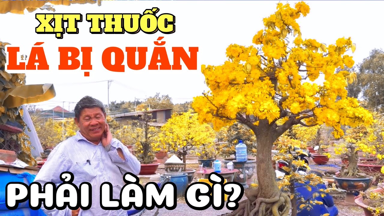 26 Tết 2026 trống vườn 99% Út Đực chỉ cách xử lý cây mai Tết bị quắn lá vì xịt thuốc chống rụng cánh