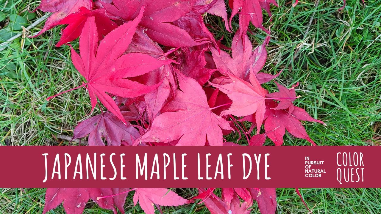 HOW TO MAKE NATURAL DYE WITH JAPANESE MAPLE LEAVES | ORGANIC COLOR | PINK MAUVE