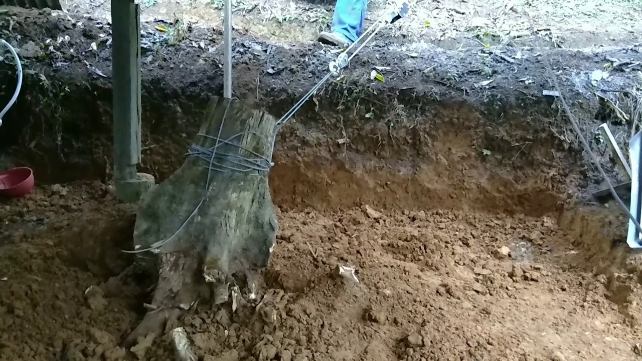Usando a catraca Nova #Using a 4 ton turnstile to pull out a tree#