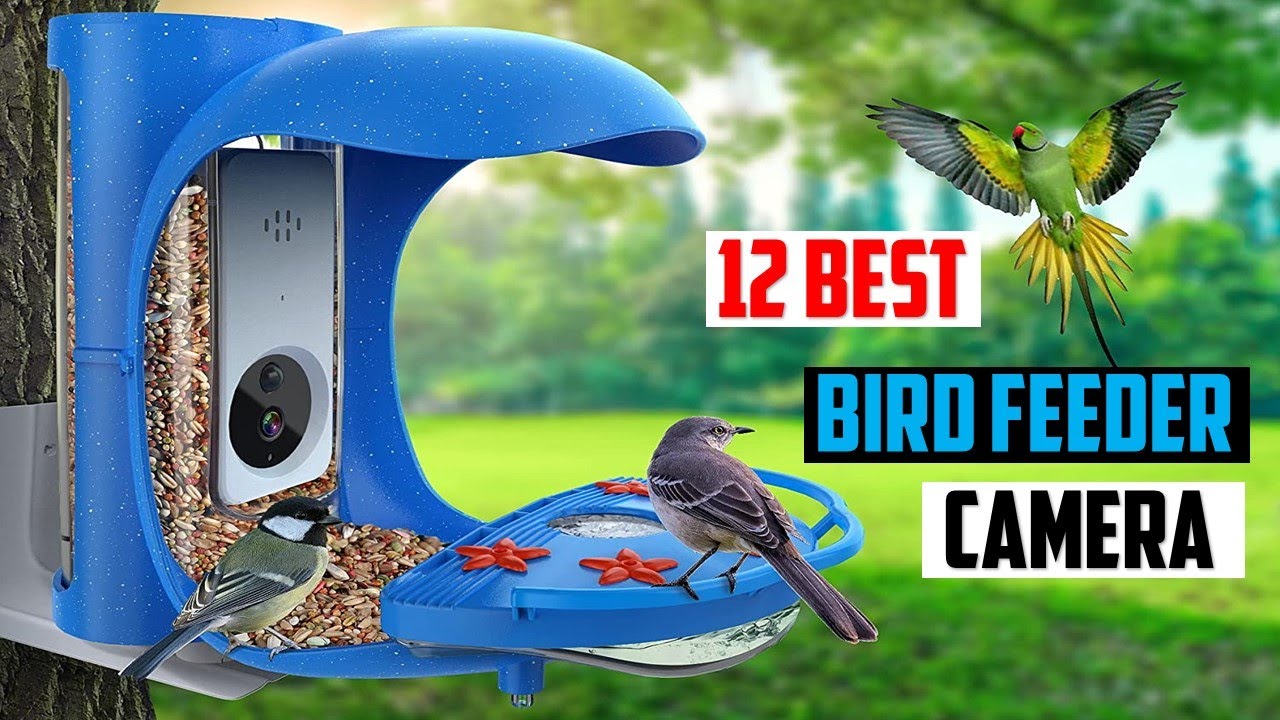 TOP 12 Best Bird Feeder Cameras [ 2024 ]