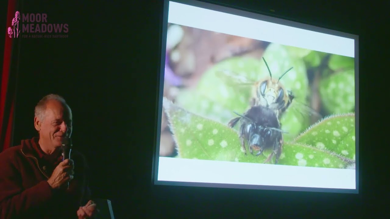 Masons, Miners and Scissors - Wild Bees of the Meadows