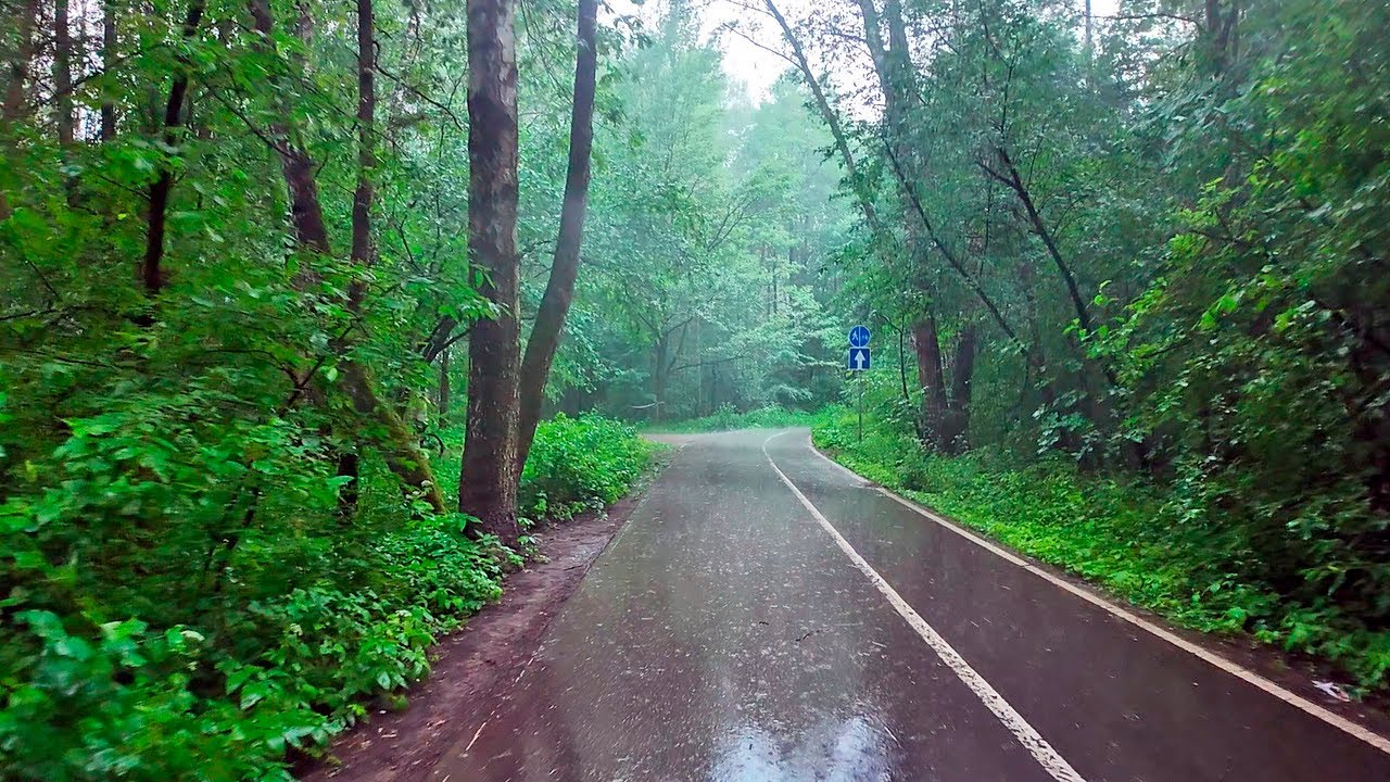Rain in the forest. One hour ASMR walk