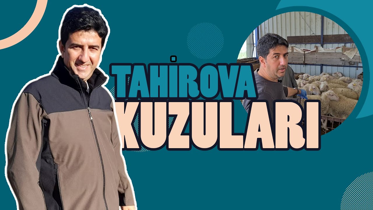 TAHİROVA KOYUNU ÖZELLİKLERİ | KUZULARIN AĞZINDAKİ YARA NEDEN OLUR? | EKTİMA AŞISI - DR. KOYUNCU