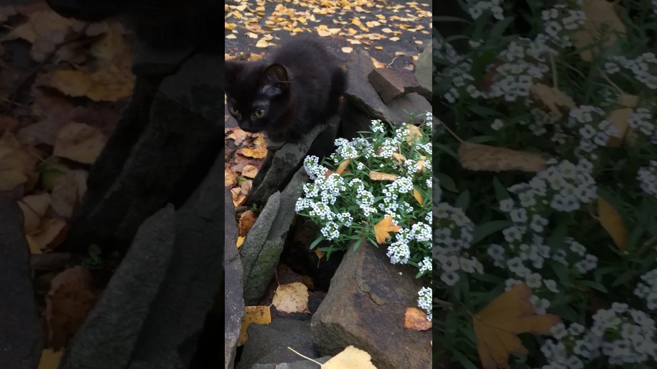 10.11.2