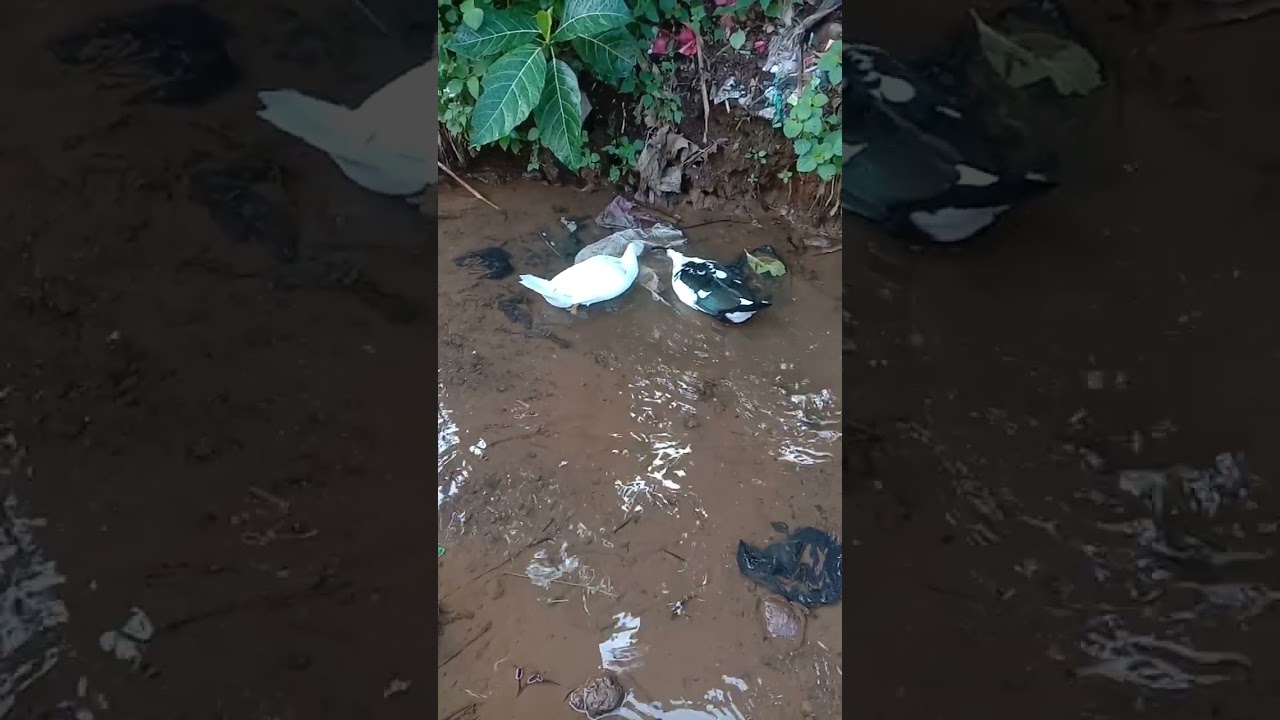 wild ducks in the ditch,