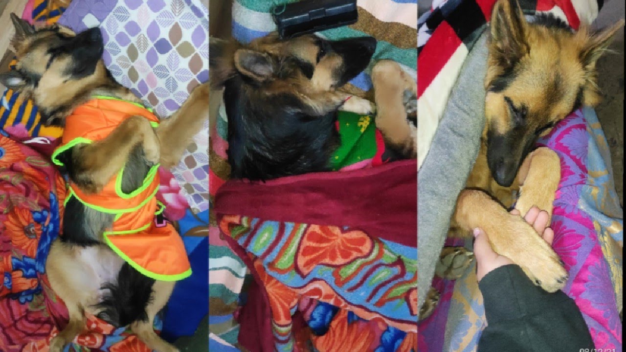 Dog's Sleeping Positions | Dogs and Pets #germanshepherddog #dogsleeping  #funnypuppyvideos