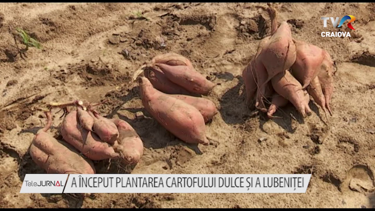 A ÎNCEPUT PLANTAREA CARTOFULUI DULCE ȘI A LUBENIȚEI