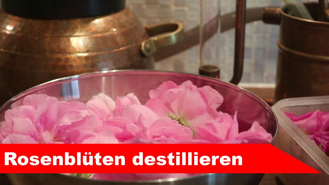 🌷 Rosenblüten destillieren 🌻 - ätherisches Rosen-Öl und Hydrolat selber machen - diSTILLed