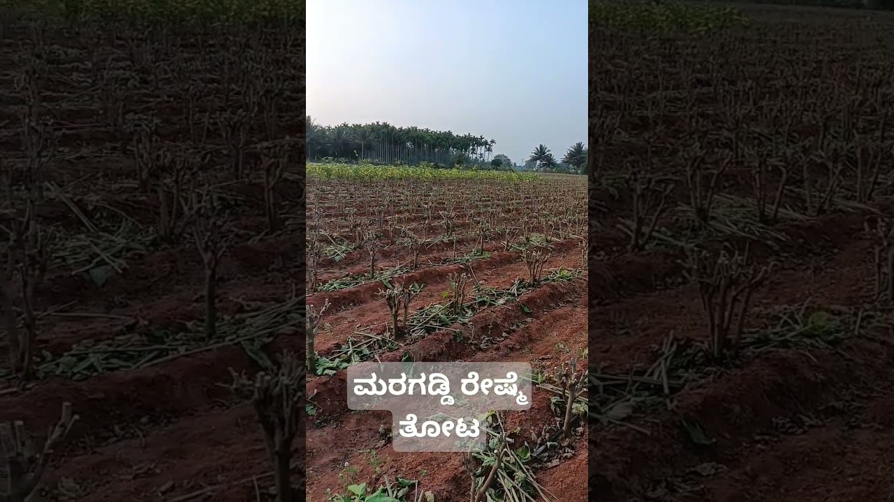 Cultivation of mulberry trees #farming #sericulture #mulberry #mulberrytree