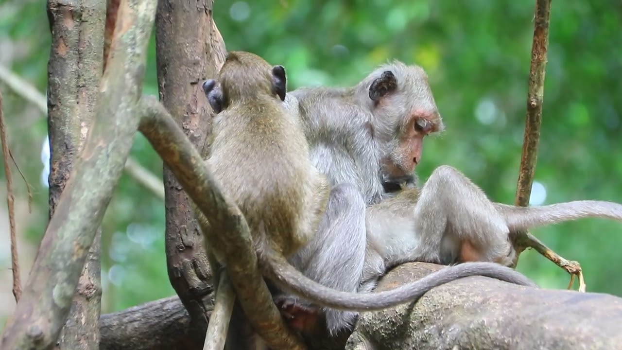 Monkey-Z
