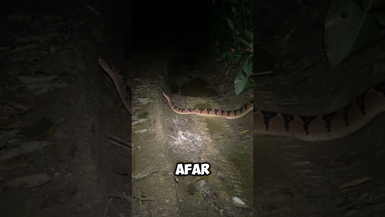 Finding bushmasters in Trinidad |Part 2|