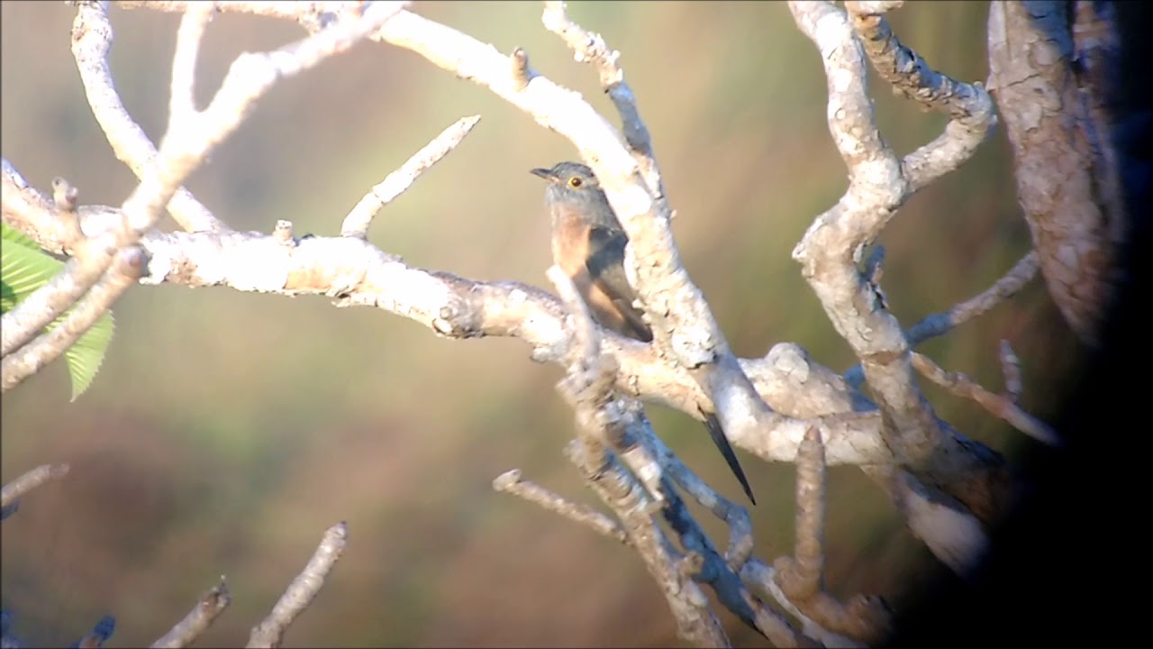 Sunda Brush Cuckoo