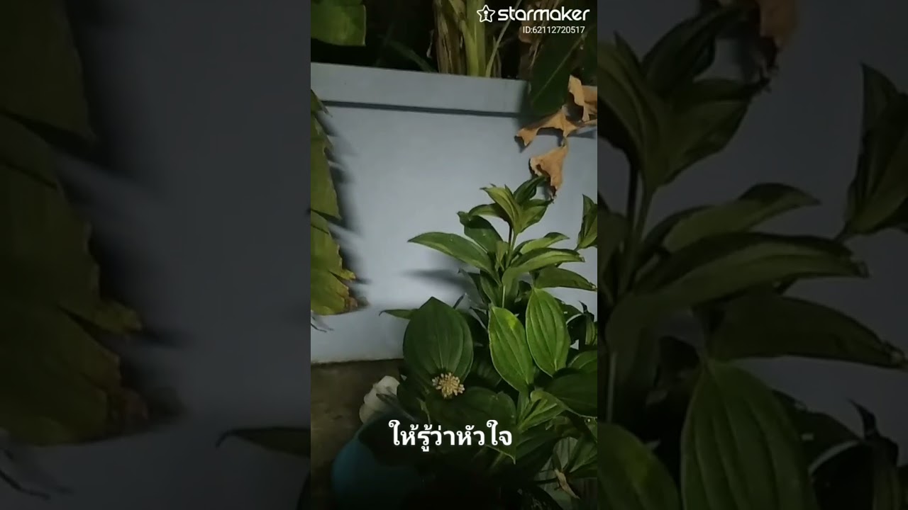 เมื่อไหร่จะพอ เดือนเพ็ญ อำนวยพรCover by Chonipa Buathong(ร้องเพื่อความบันเทิง)