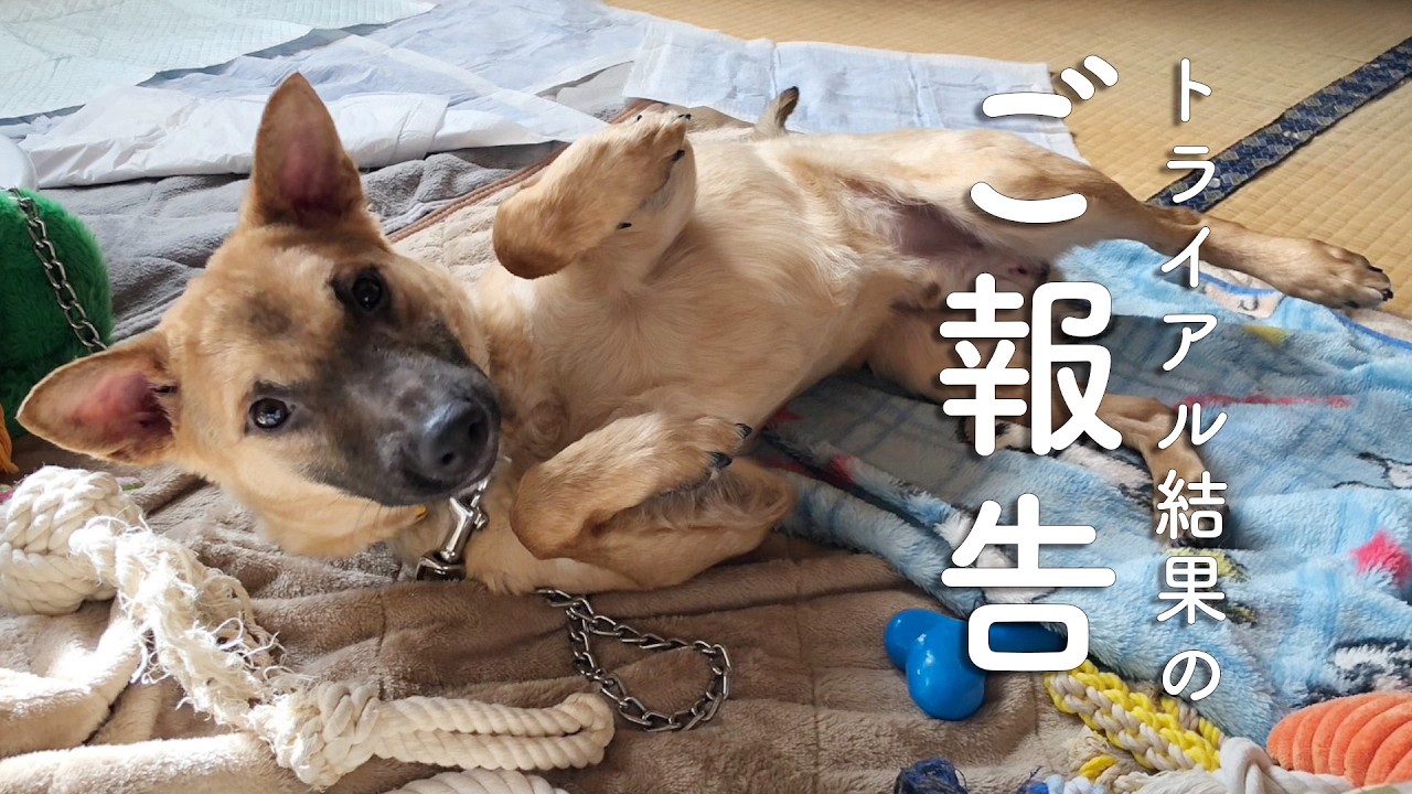 送り出したその後…保護犬2匹のトライアル結果