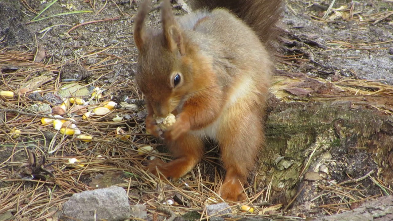 Red Squirrel Crazy About Nuts