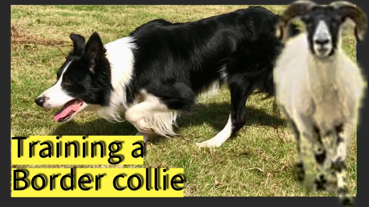 BORDER COLLIE working sheepdog training herding sheep Scotland