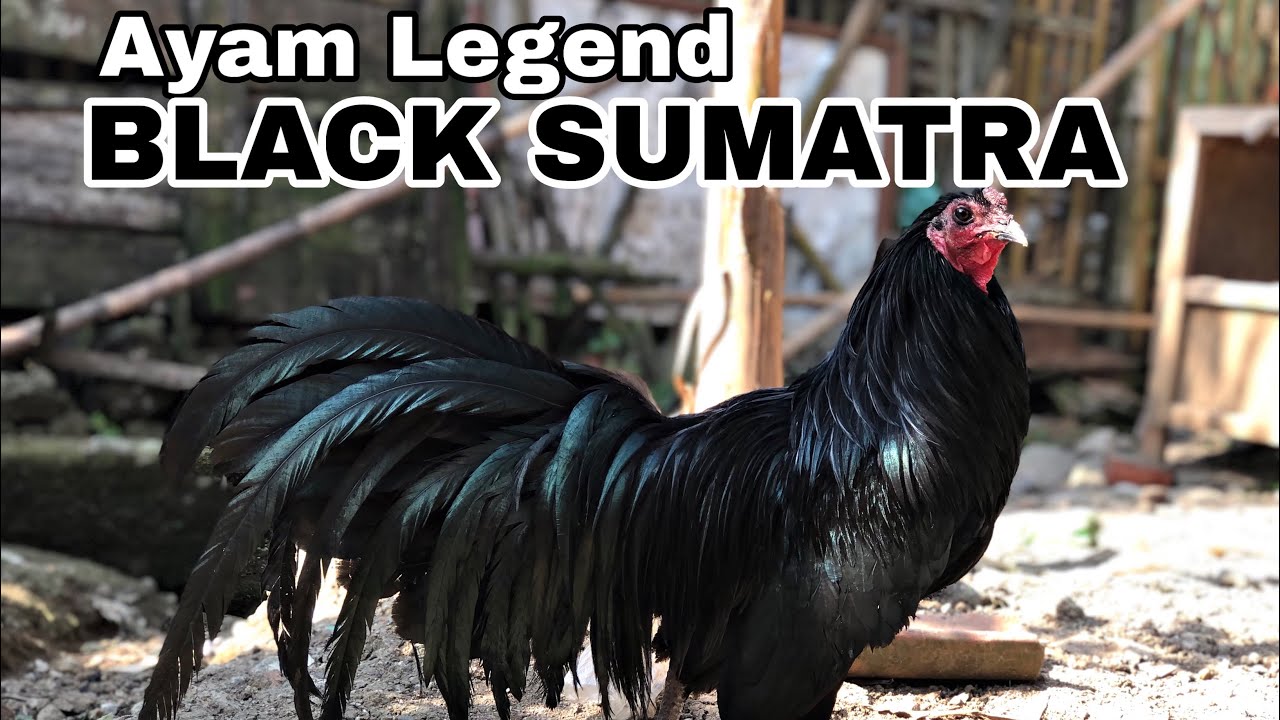 AYAM BLACK SUMATRA| AYAM HIAS LEGEND