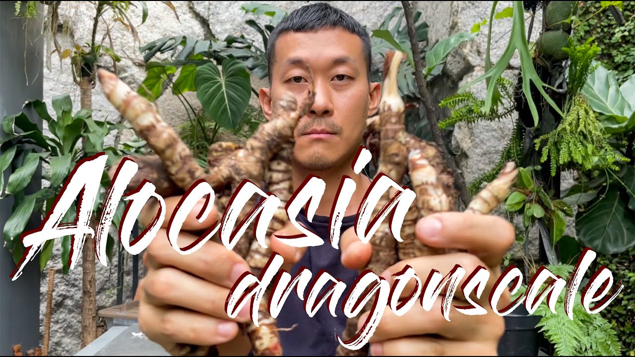 Growing alocasia dragonscale from rhizomes