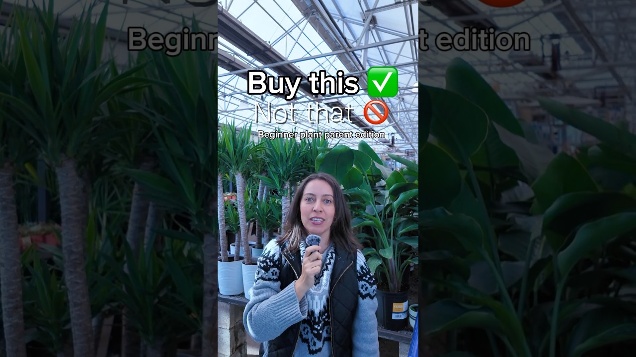 Buy THIS not That- Beginner plants #houseplants #beginnerplants