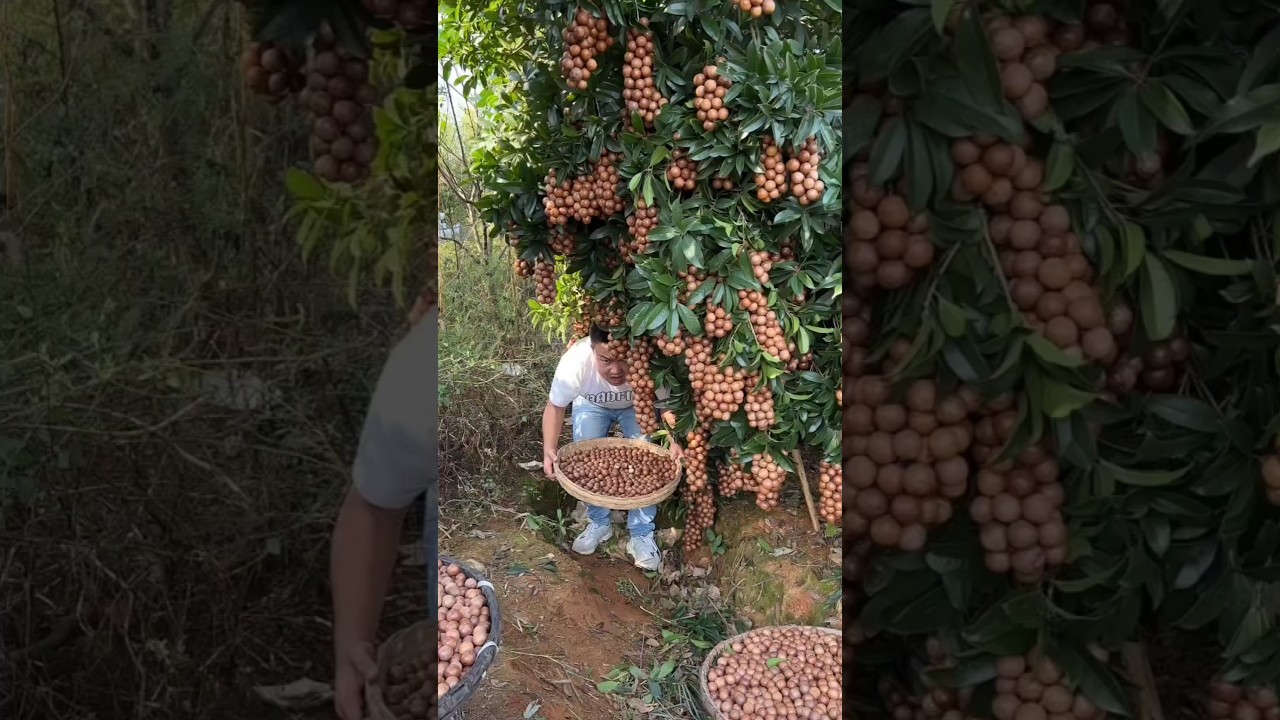 Macadamia nuts harvesting from farmers with beautiful garden🌰 #shorts