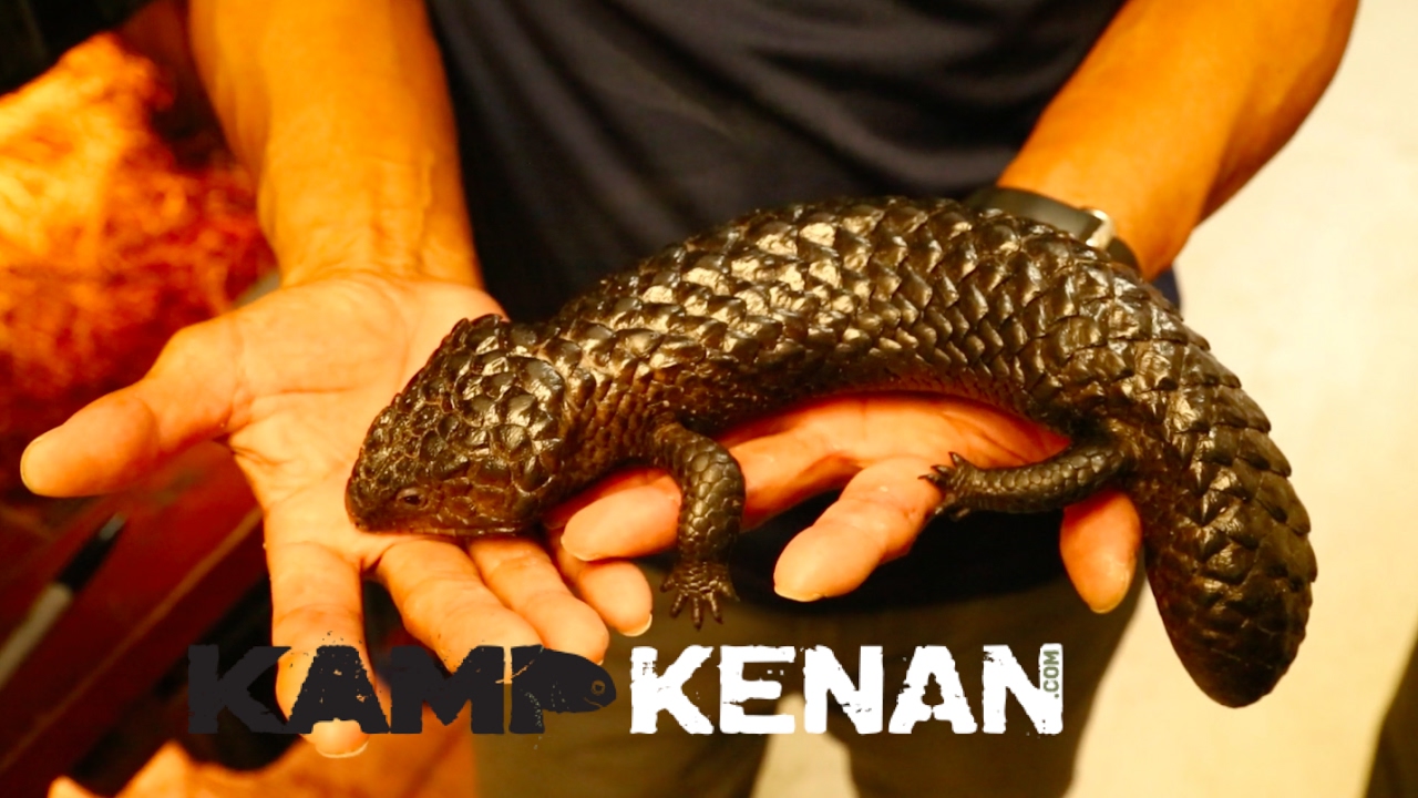 Blue Tongue Skinks with Ty Park