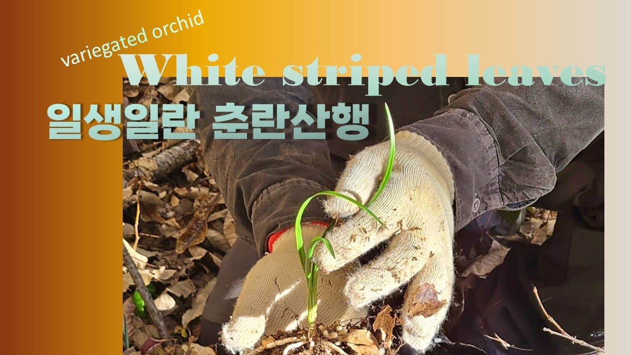 【蘭】 일생일란 난초 산행.  Met white striped leaves of Orchid.