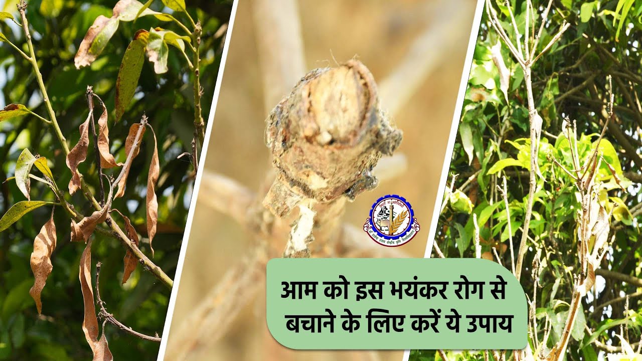 Krishi Connection EP55: जानें Mango dieback के कारण, प्रभाव और उससे बचाव का तरीका | RPCAU,Pusa Bihar