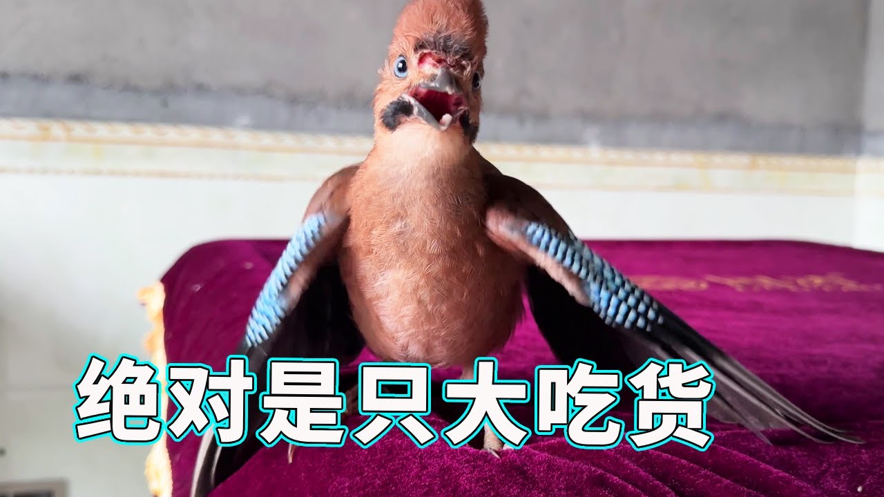 小松鸦绝对是个大吃货！有肉比爹还亲，没拿肉理都不理【天下一场梦】