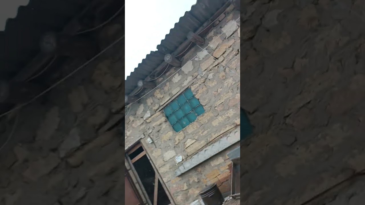 Показую  полети справжніх літунів Миколаївськіх голубів