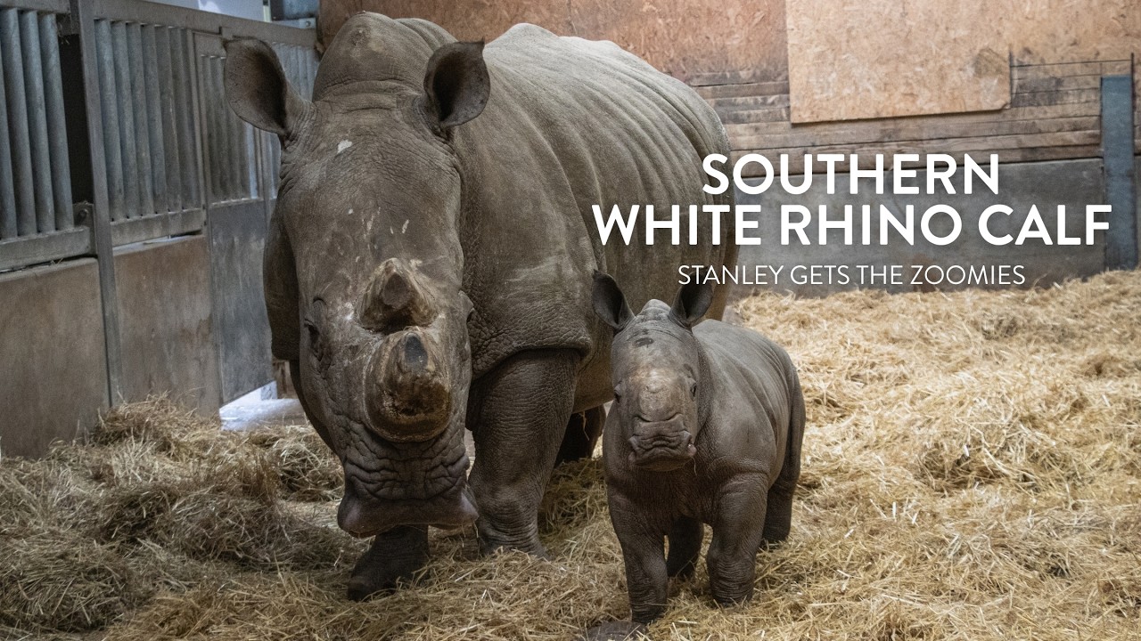 Stanley the Southern White Rhino Calf | Knowsley Safari