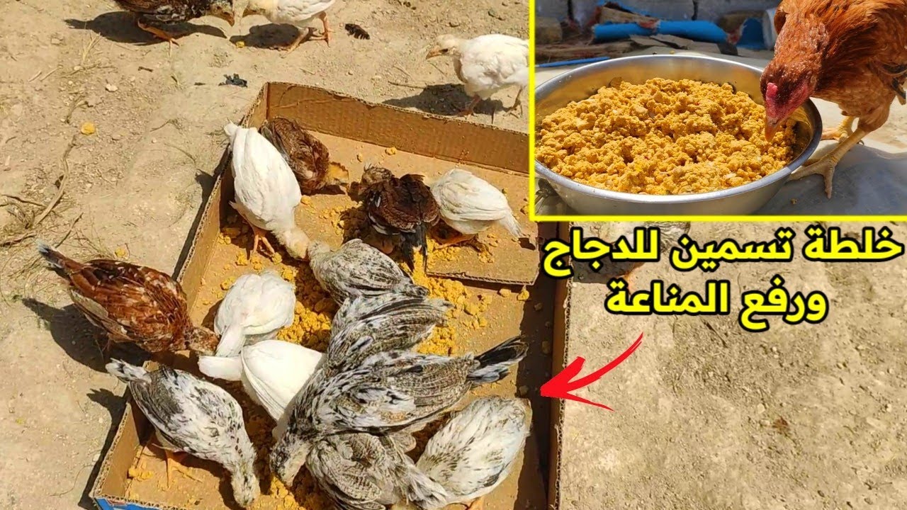 يوميات الدجاج 🐔 فحصت بيضات ام شميسة + سويت خلطة تسمين ورافعة مناعة للدجاج