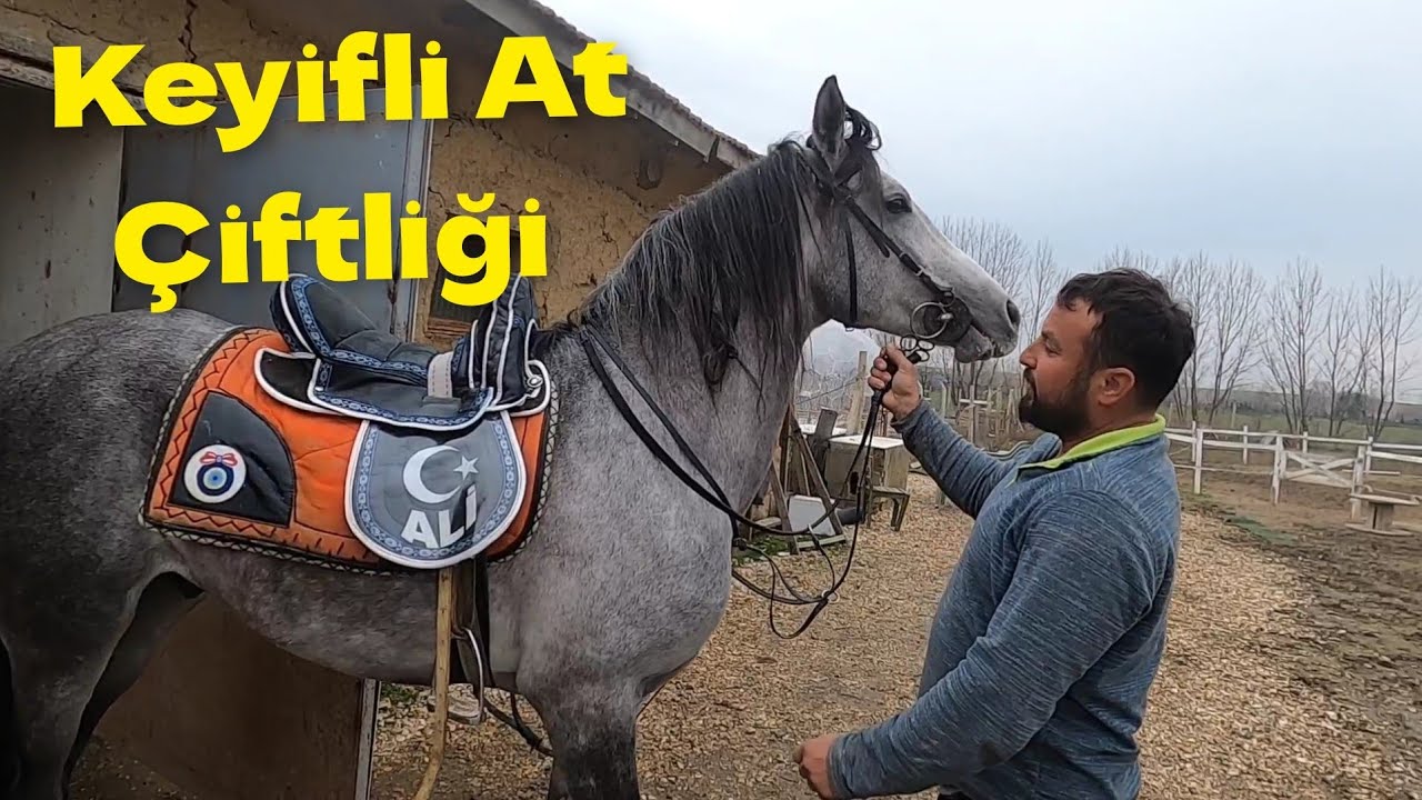 Keyifli At Çiftliğinin Binek Atları #çiftlik #hayvancılık #at #binicilik