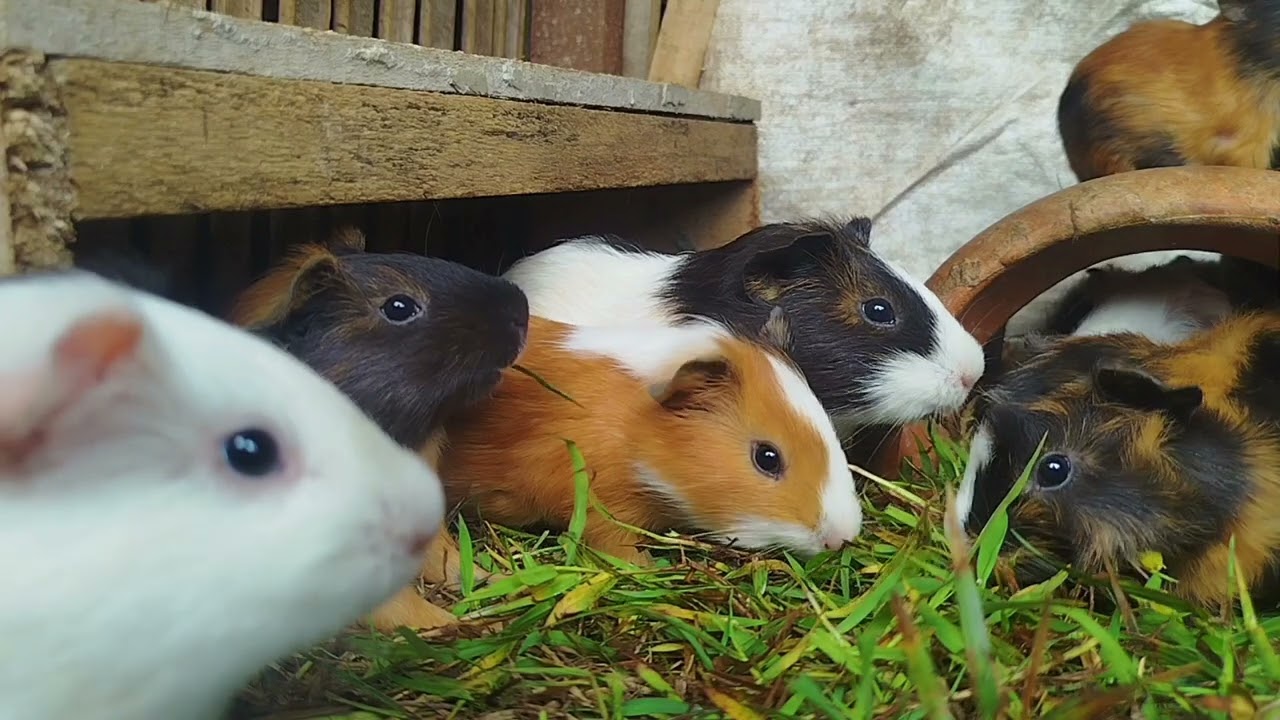 My guinea pig sleeps on the second floor | Daily Broku Guinea Pig 