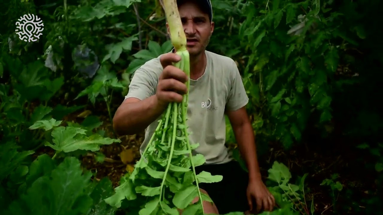 [Agroforesterie épisode 5] Le consortium de maraîchage, ou comment associer nos cultures !