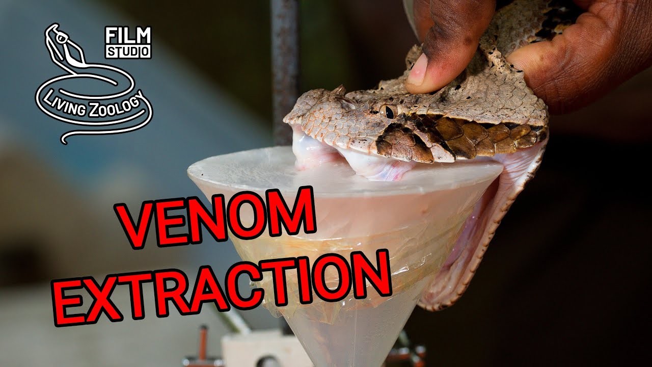 Milking deadly venomous snakes, venom extraction, Gaboon viper, Rhinoceros viper, longest fangs