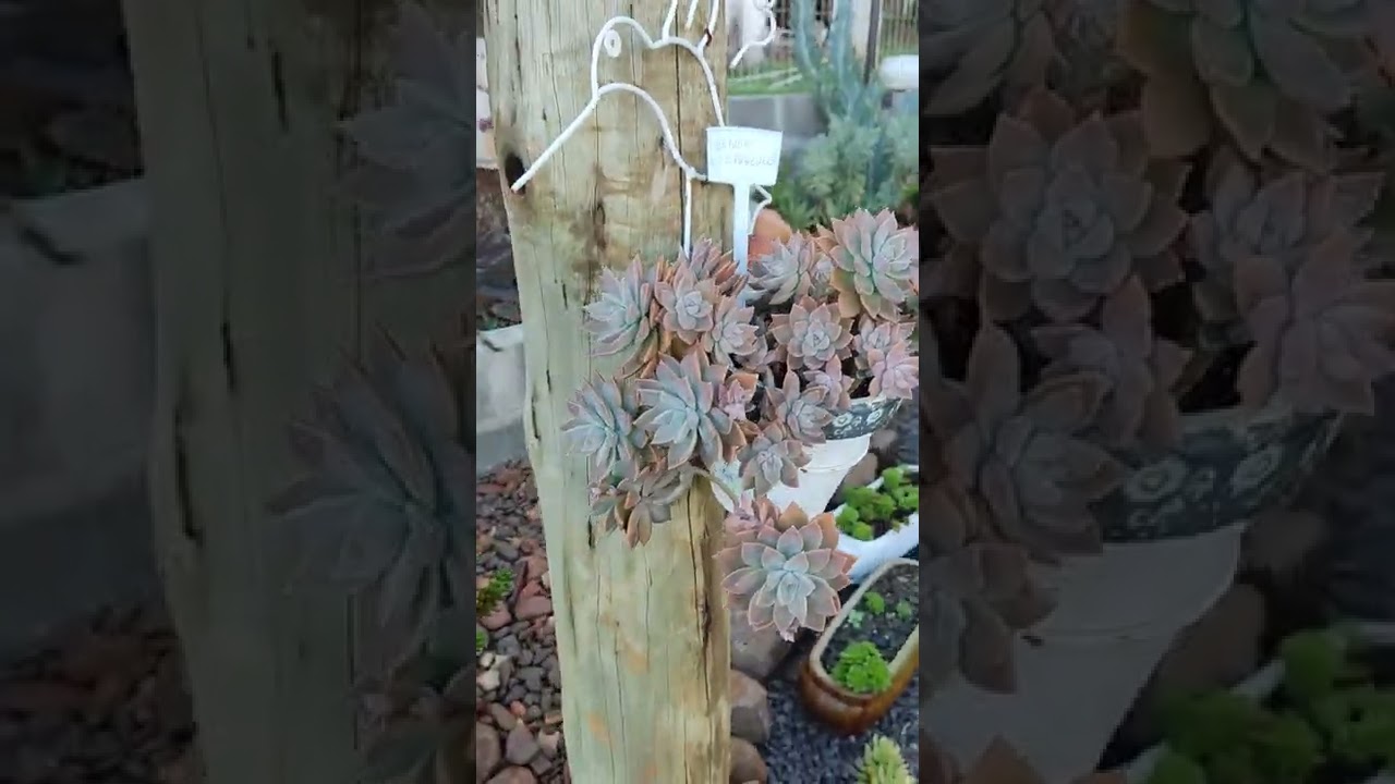 Para encher os olhos... Sedum Crep&uacute;sculo...