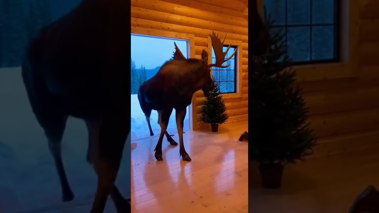 Massive Bull Moose Charges Into Cabin &ndash; Destroys Everything! 🦌💥😱 | Paws Unexpected  #wildliferescue