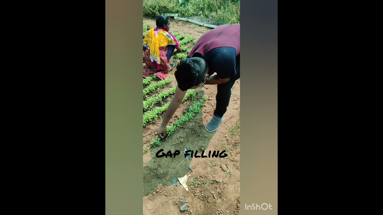 Leafy vegetable cultivation/BSc Horticulture students project/ELP Programme/SKLTSHU/COH Mojerla