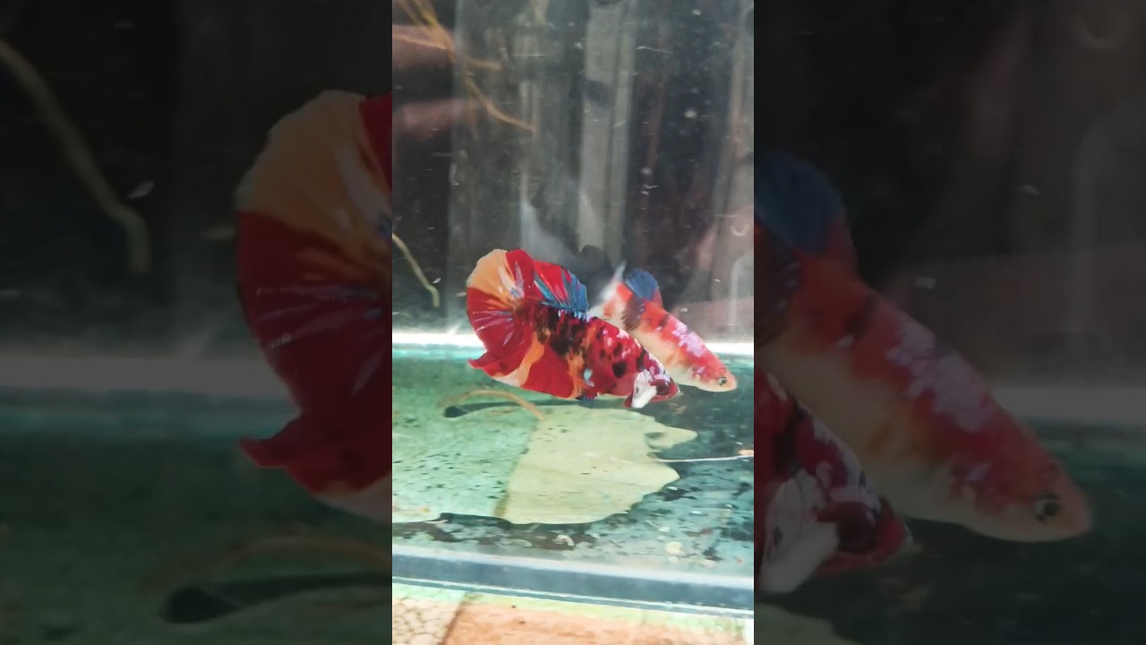 HMPK Betta male & female #aasmaanaqventure #fishbreeding #bettafish #shorts