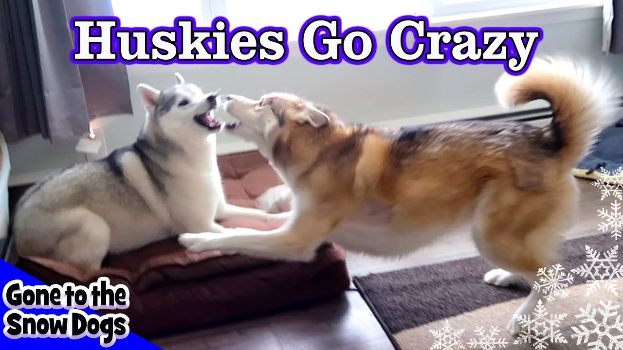 A Morning in the Life of Huskies | Husky Day in the Life of my Dog