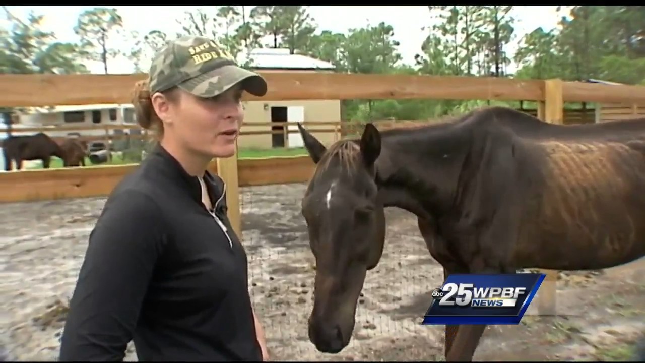 Mystery of rescued racehorse’s past persists